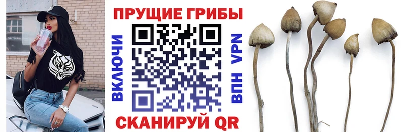 Псилоцибиновые грибы прущие грибы  Ермолино 